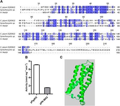 In Campylobacter jejuni, a new type of chaperone receives heme from ferrochelatase